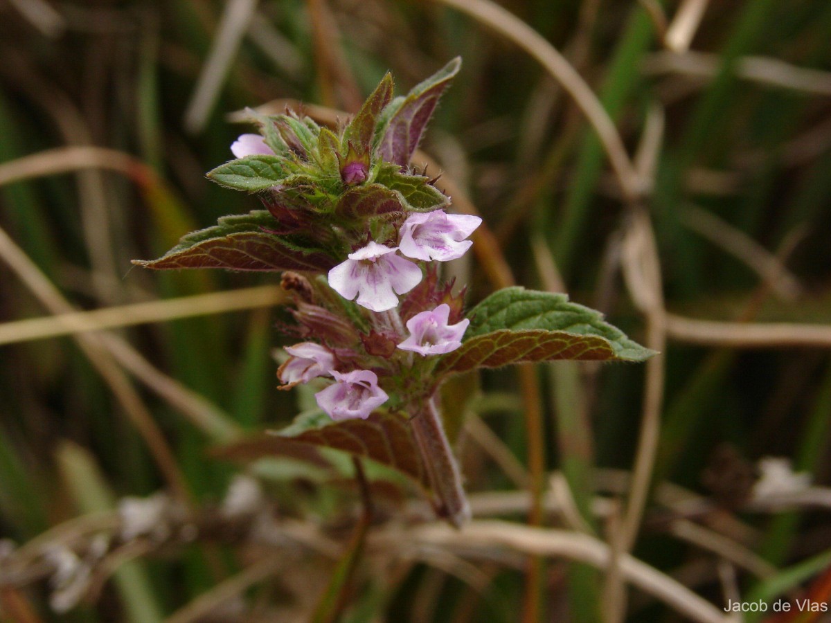 Clinopodium umbrosum (M.Bieb.) K.Koch